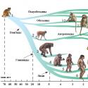მაიმუნები და ადამიანები - მსგავსება და განსხვავებები