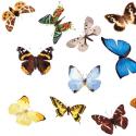 За пеперудите - молци, видове, крила, вижте снимки на пеперуди Нощна пеперуда гъсеница