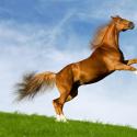การตีความความฝัน: ทำไมม้าถึงฝันการเห็นม้าในความฝันหมายความว่าอย่างไร