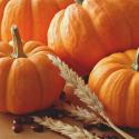 Pumpkin: its beneficial properties and contraindications